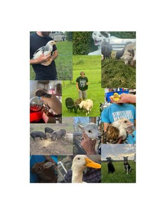 We take in farm animals 1
