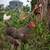 Barred Rock Hens & Roosters 3 thumbnail
