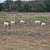 Boer goats 1 thumbnail