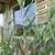 Rent: Unique stay on Jamaica Bay! Eco friendly 4 thumbnail