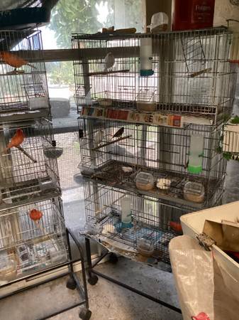 Canaries and cages, Modesto 1