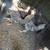 Chickens 6 thumbnail