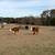 Cattle for Sale 10 thumbnail