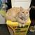Cuddles the Cat 1 thumbnail
