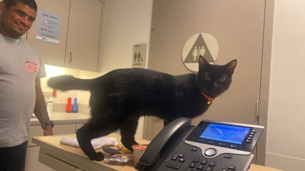 Lost Male Black Cat (Venice bl and Cattaragus)63829968151171120
