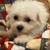 Bichons Frise 2 thumbnail