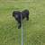 Goldendoodle 4 thumbnail