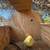 Parakeets 3 thumbnail