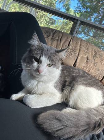 Barn/indoor cats551467030980874243