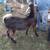 Young Nubian Buck 1 thumbnail