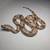 Red Tail Boa Constrictor Morph 2 thumbnail