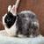 Netherland Dwarf Rabbit (female) 4 thumbnail