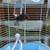 Zebra finches,social finches 3 thumbnail