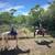 Senior retired pinto roping horse gelding up for adoption 2 thumbnail