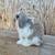 Holland lop rabbits 2 thumbnail
