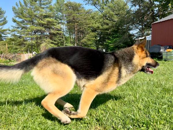 FRIENDLY Older German Shepherd (Ridgeley)583796053100482562