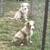 Mini Australian shepherd (mini Aussie puppies) 11 thumbnail