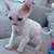 baby cat 3 thumbnail