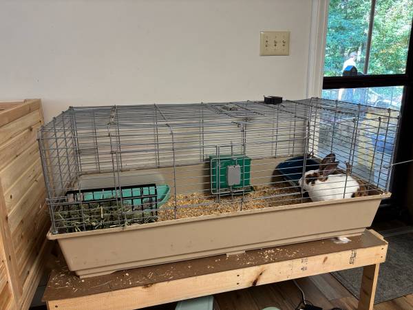 Mini Conejo Rex (Roanoke Rapids)63948404392066124