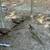 Pheasants 1 thumbnail