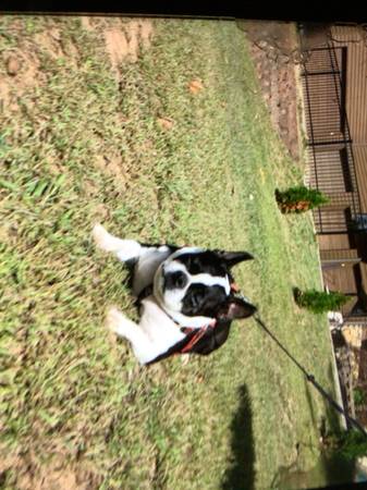 Retired Gentleman seeking Small Dog/Puppy for Loving Home63611950587009120