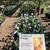 Citrus Trees 2 Feet Tall $20 - More Than 5000 Trees To Choose From $20 22 thumbnail