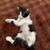 Two Baby Kittens for Sale <3 4 thumbnail