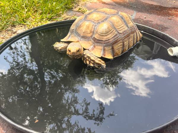 Missing Sulcata Tortoise (Killeen)63839343893121121