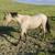 2yo Buckskin Roan colt horse 3 thumbnail