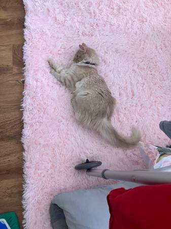 looking for Foster (reading)64036929191297121