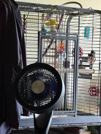 4 parakeets 1