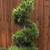 Spiral pine tree 1 thumbnail