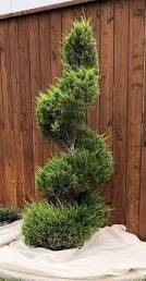 Spiral pine tree 1