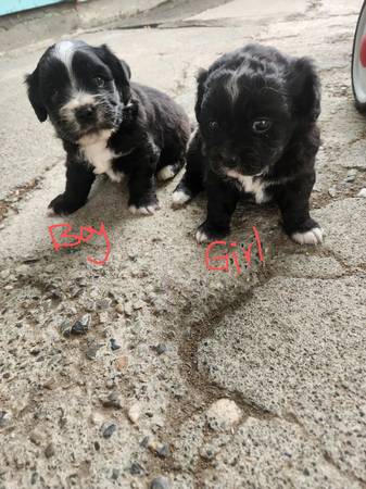 Reubicación de cachorro adorable63866763888257120
