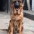 german shepherd 2 thumbnail