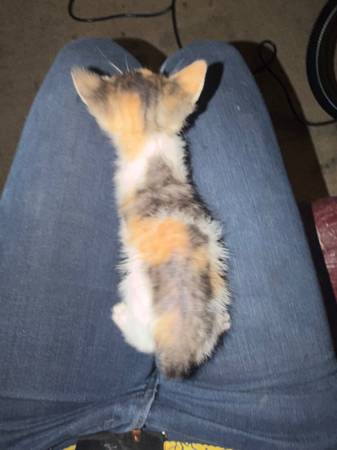 Kittenssss473765825867294721