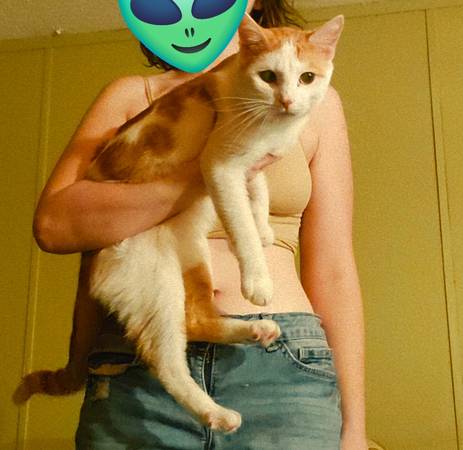 Large! Male Cat (Mobile al)