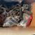 Trojan Mini Bikes - 2 each - mini bike parts 13 thumbnail