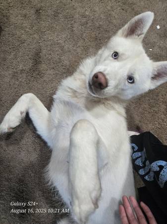 2 year old husky (Woodinville)63853559088515120
