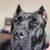 Male presa canario puppy 3 thumbnail