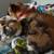 Two cats 1 thumbnail