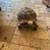 Mature tortoises 2 thumbnail