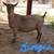 ADGA Nigerian Dwarf Does. Forced to Downsize 11 thumbnail