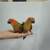 Sun Conures 1 thumbnail
