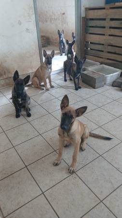 Dutch shepherd puppies 1