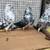 Nikolaev pigeons high-flying butterflies 1 thumbnail