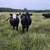 Bred heifers 5 thumbnail