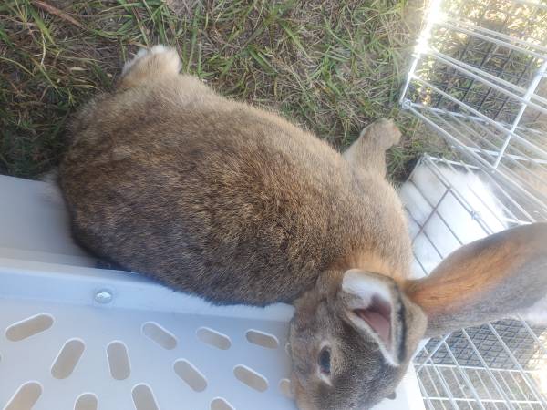 Brown training rabbits 1