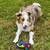 Red border collie Aussie mix 1 thumbnail