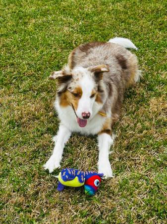 Red border collie Aussie mix 1